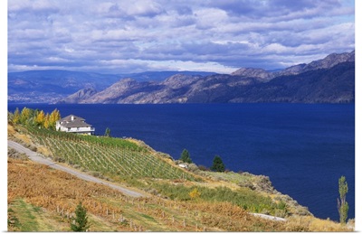 Canada, British Columbia, Okanagan Valley, Vineyard on Okanagan Lake