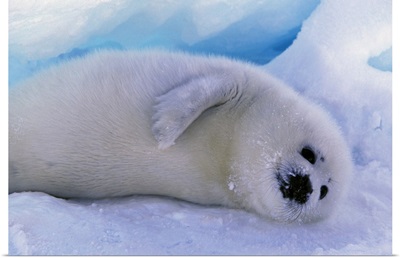Canada, Gulf of St. Lawrence, Harp Seal (phoca groenlandica) pup