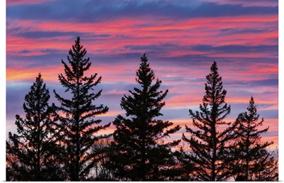 Canada, Manitoba, Birds Hill Provincial Park, Sunset Silhouettes Evergreen Trees
