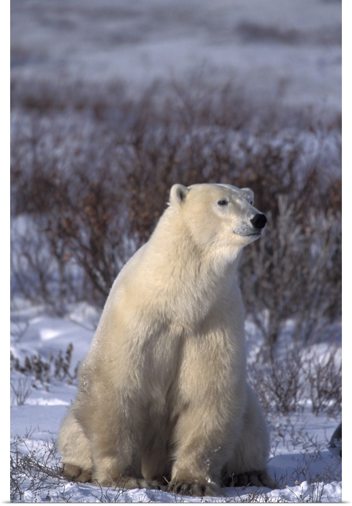 NA, Canada, Manitoba, Churchill.A polar bear (Ursus maritimus) sits in a dog-like pose near Hudson Bay