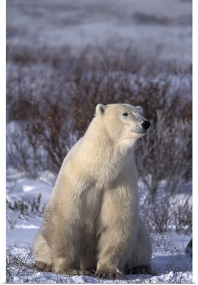 Canada, Manitoba, Churchill, A polar bear near Hudson Bay