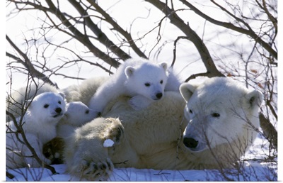 Canada, Manitoba, Churchill. Polar Bear and cubs