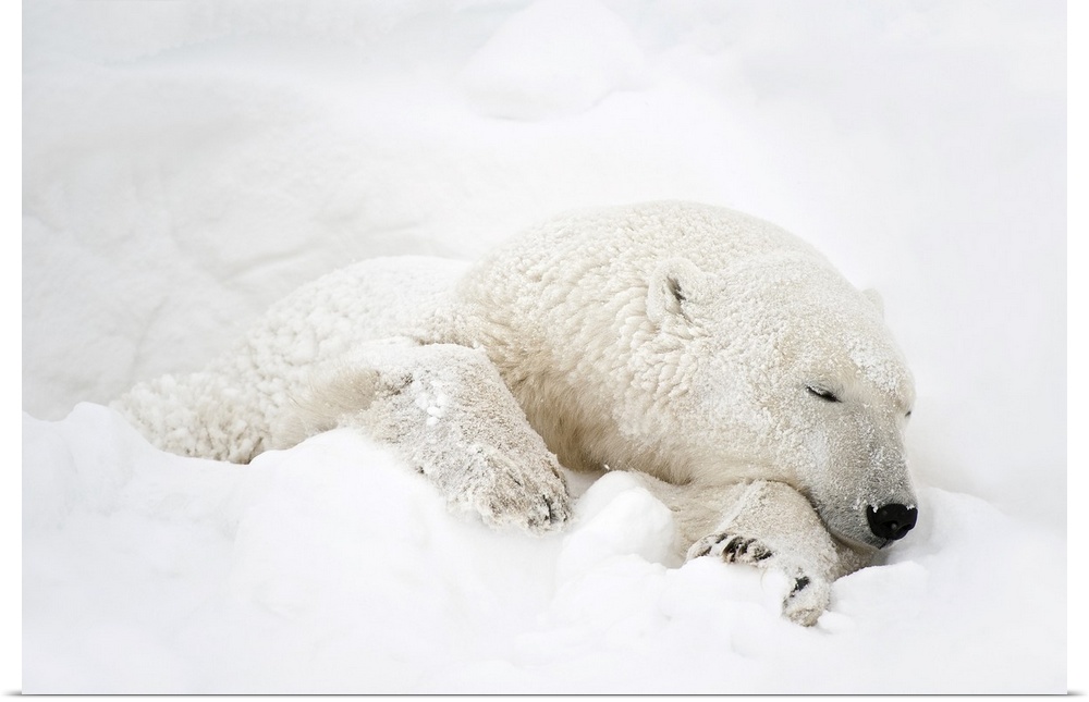 Canada, Manitoba, Churchill. Polar bear sleeping in snow.