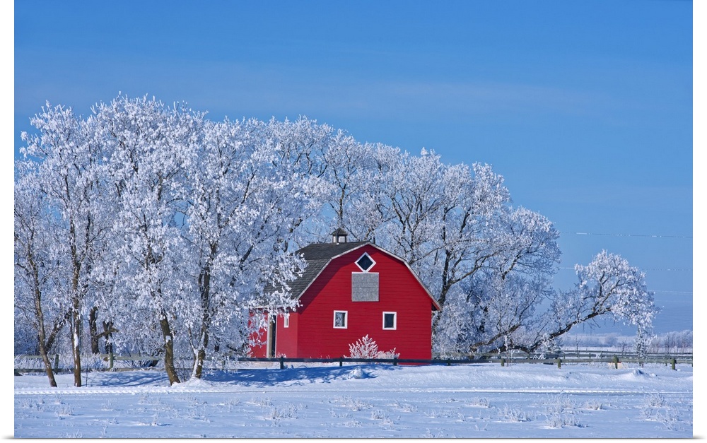 Canada, Manitoba, deacon's corner. Red barn surrounded by trees covered with hoarfrost.