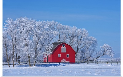 Canada, Manitoba, Deacon's Corner, Red Barn Surrounded By Trees Covered With Hoarfrost
