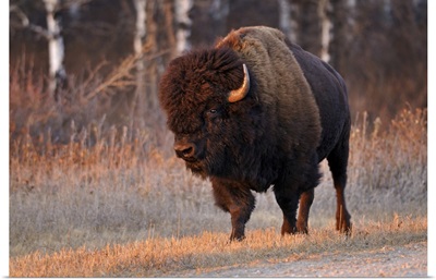Canada, Manitoba, Riding Mountain National Park, Close-Up Of Male American Plains Bison