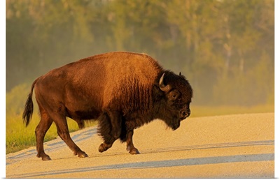 Canada, Manitoba, Riding Mountain National Park, Plains Bison Adult Crossing Road