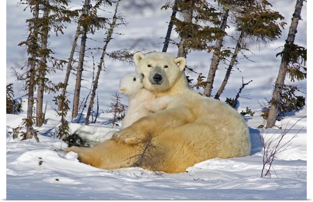 Canada, Manitoba, Wapusk National Park. Polar bear cub playing with a watchful mother.