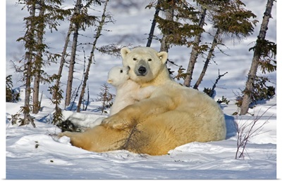 Canada, Manitoba, Wapusk National Park. Polar Bear Cub Playing With A Watchful Mother.
