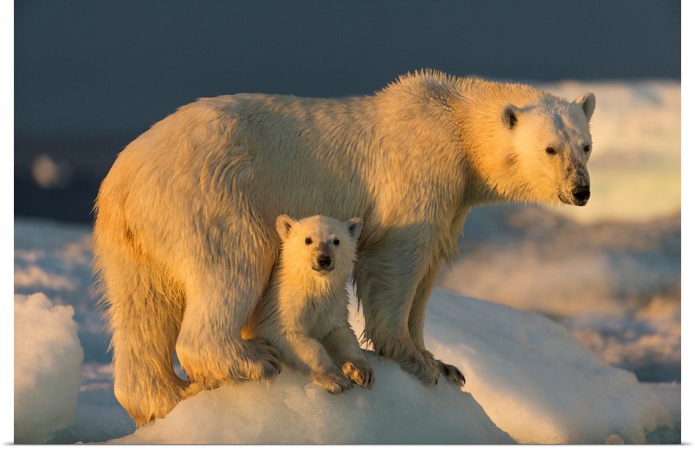 Canada, Nunavut Territory, Repulse Bay, Polar Bear Cub (Ursus maritimus) beneath mother while standing on sea ice near Har...