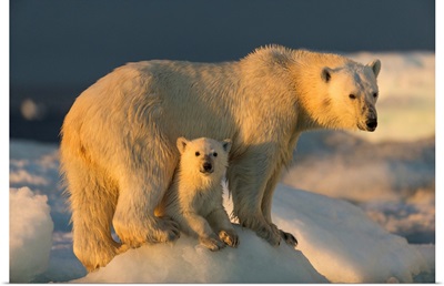 Canada, Nunavut Territory, Repulse Bay, Polar Bear Cub