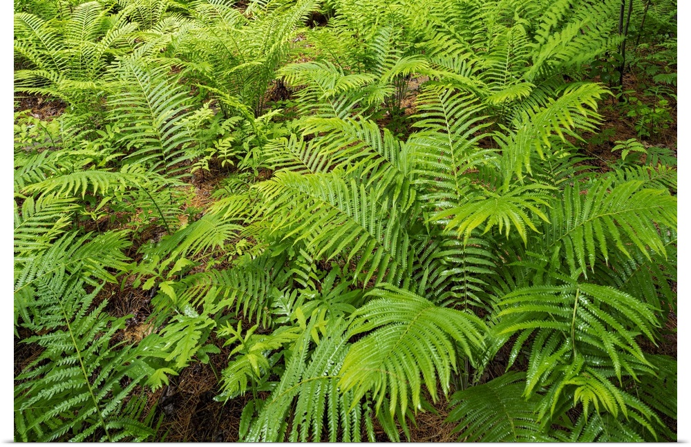 Canada, Ontario, Bourget. Cinnamon ferns in forest.
