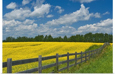 Canada, Ontario, New Liskeard, Yellow Canola Crop And Wooden Fence