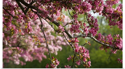 Canada, Ontario, Ottawa. Close-up of limb with cherry blossoms