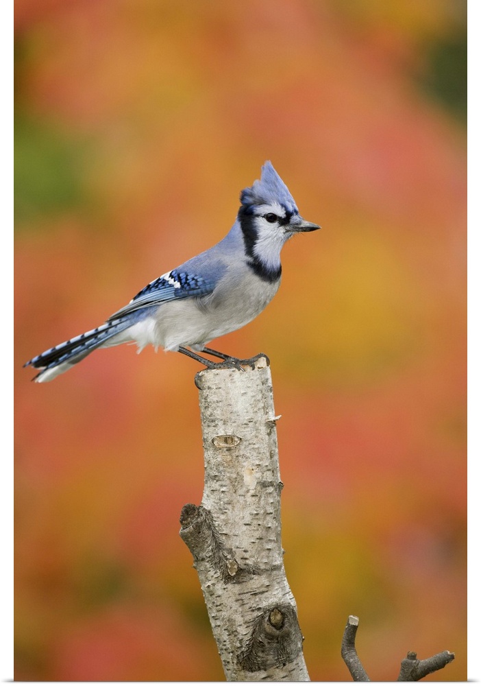 Canada, Quebec, Blue jay perched on stump in fall setting