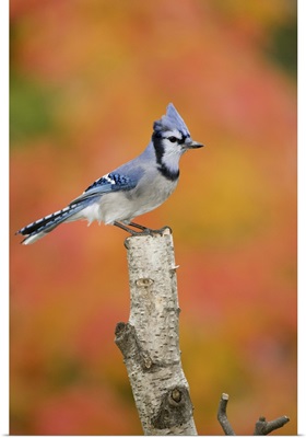 Canada, Quebec, Blue jay perched on stump in fall setting
