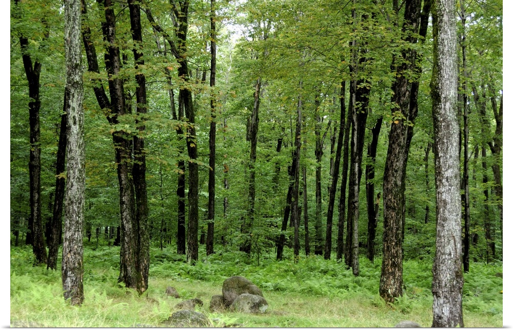 Canada, Quebec, Sugar Shack (le Chemin du Roy), maple tree forest