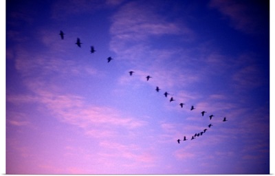 Canada, Saskatchewan, Canadian Geese fly past clouds lit by setting sun over Regina