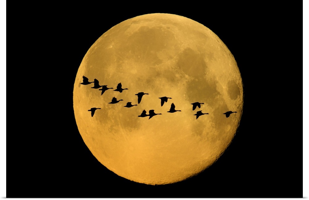 Canada, Winnipeg. Montage of geese flying past harvest moon.