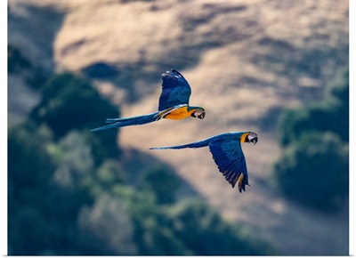 Captive Blue And Gold Macaws Fly Together, Lotus, California, USA
