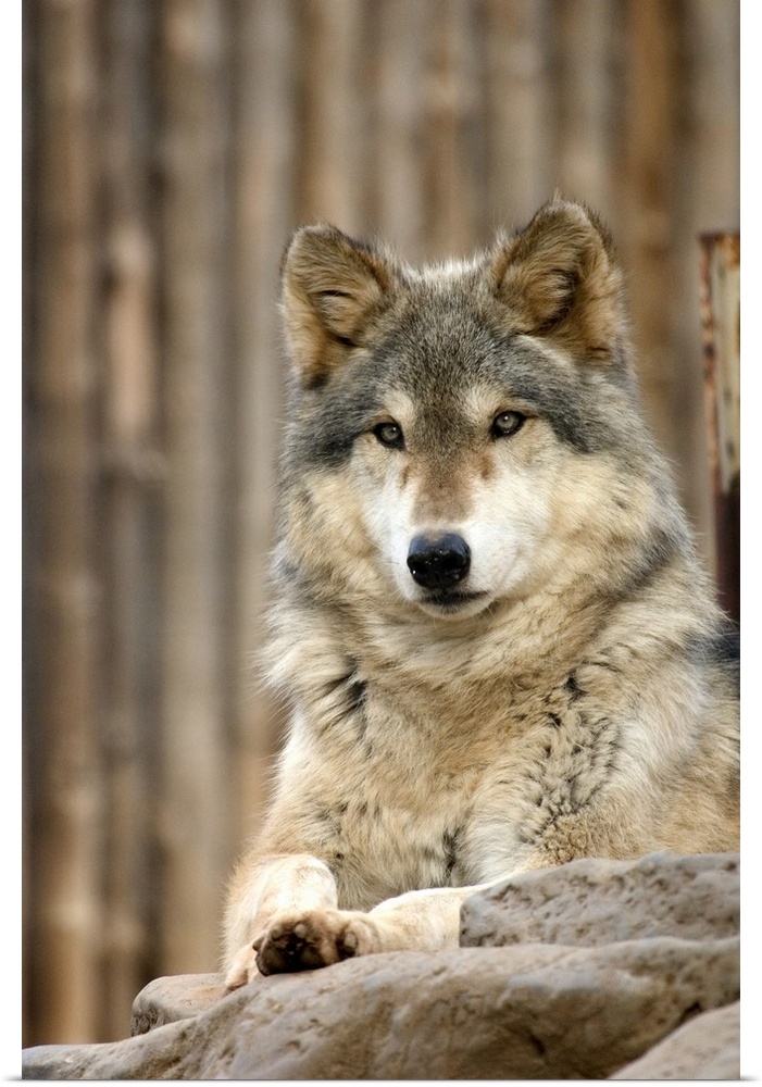 Captive Gray Wolf (Canis lupus), Folsom City Zoo Sanctuary, Folsom, California