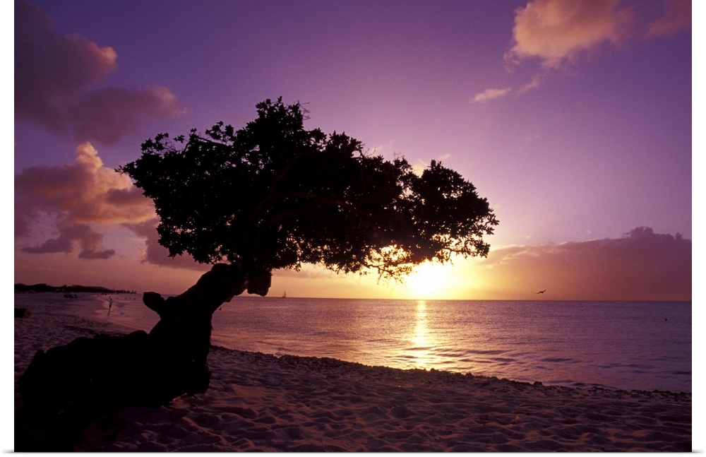 Caribbean, Aruba.Divi divi tree at sunset