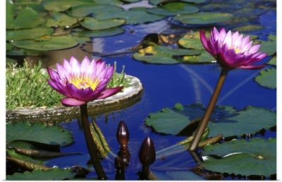 Caribbean, Bermuda, Devonshire Parish, Water Lillies in reflecting pool