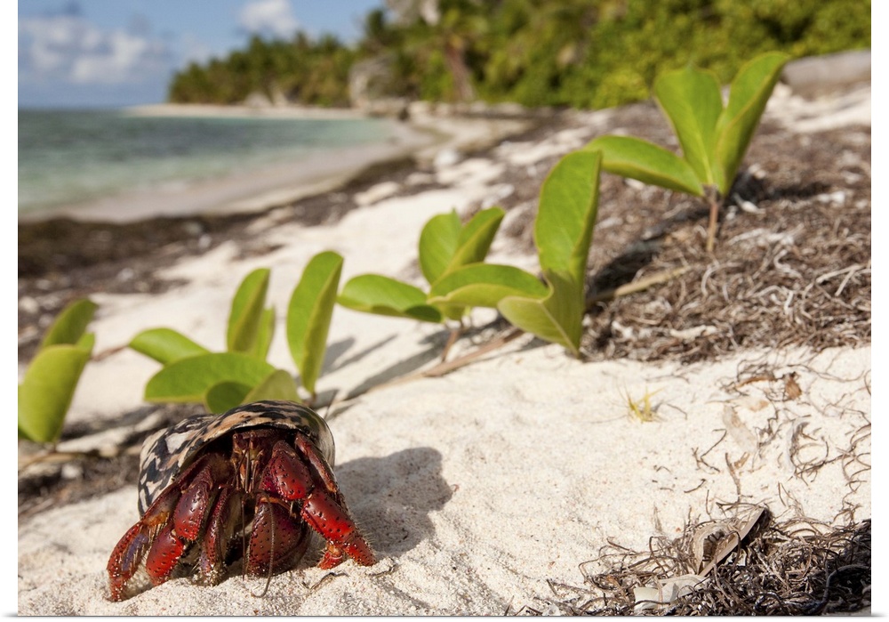 Caribbean hermit crab, Coenobita clypeatus, the beginning of the annual migration on Pajaros beach, Mona Island, Puerto Ri...