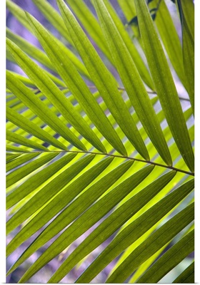 Caribbean, Puerto Rico, El Yunque rainforest, Caribbean National Forest, Palm frond