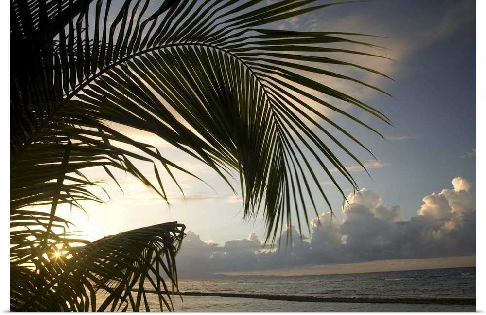 Caribbean, Puerto Rico, Vieques.   Palm frond and beach at sunset.