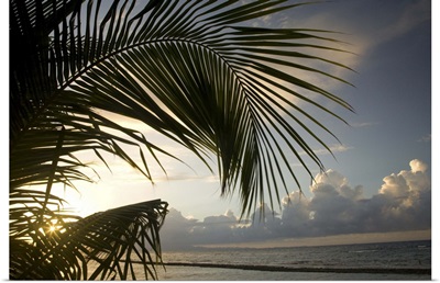 Caribbean, Puerto Rico, Vieques. Palm frond and beach at sunset