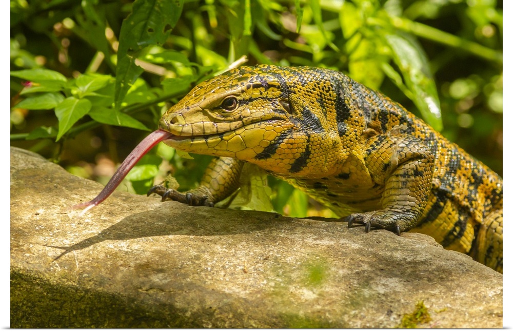 Caribbean, Trinidad, Asa wright nature center. Tegu lizard close-up.