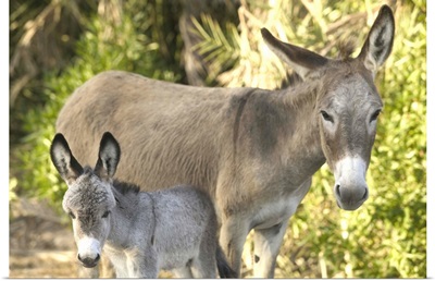 Caribbean, Turks and Caicos, Salt Cay Island, Mother and Just Born Baby Donkeys