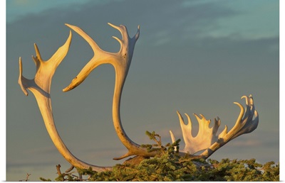 Caribou antlers on sandy ground, Northwest Territories, Canada