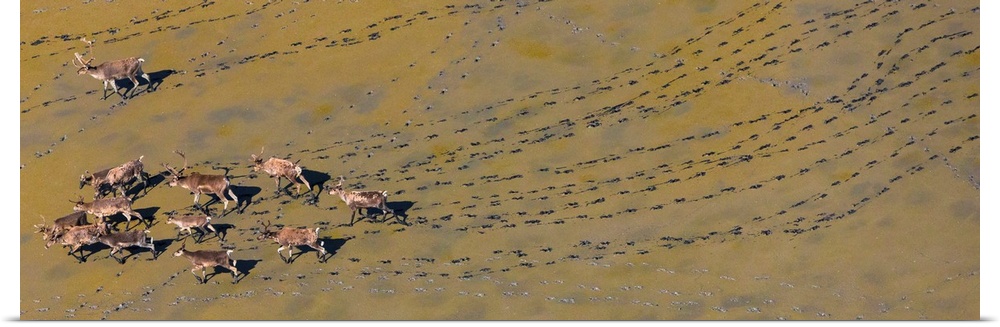 Caribou leaving tracks in mud, Alaska, USA.