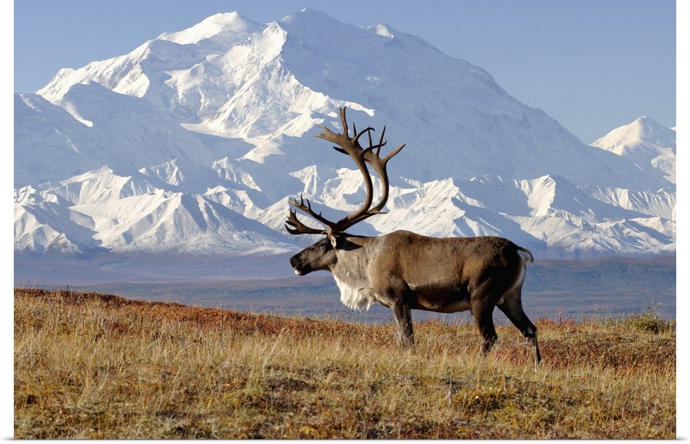 Caribou (Rangifer tarandus) bull in fall colors with Mount McKinley in the background, Denali National Park, Interior, Ala...