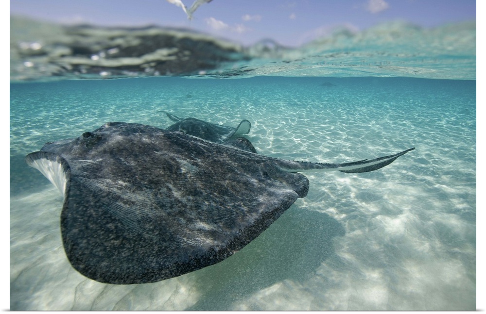Cayman Islands, Grand Cayman Island, Underwater view of Southern Stingray (Dasyatis americana)  in shallow water at Stingr...