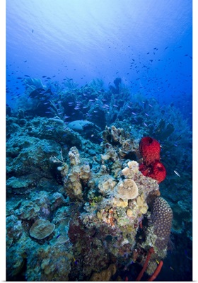 Cayman Islands, Little Cayman Island, Underwater view of Coral reef