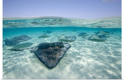 Cayman Islands, Southern Stingray in Caribbean Sea