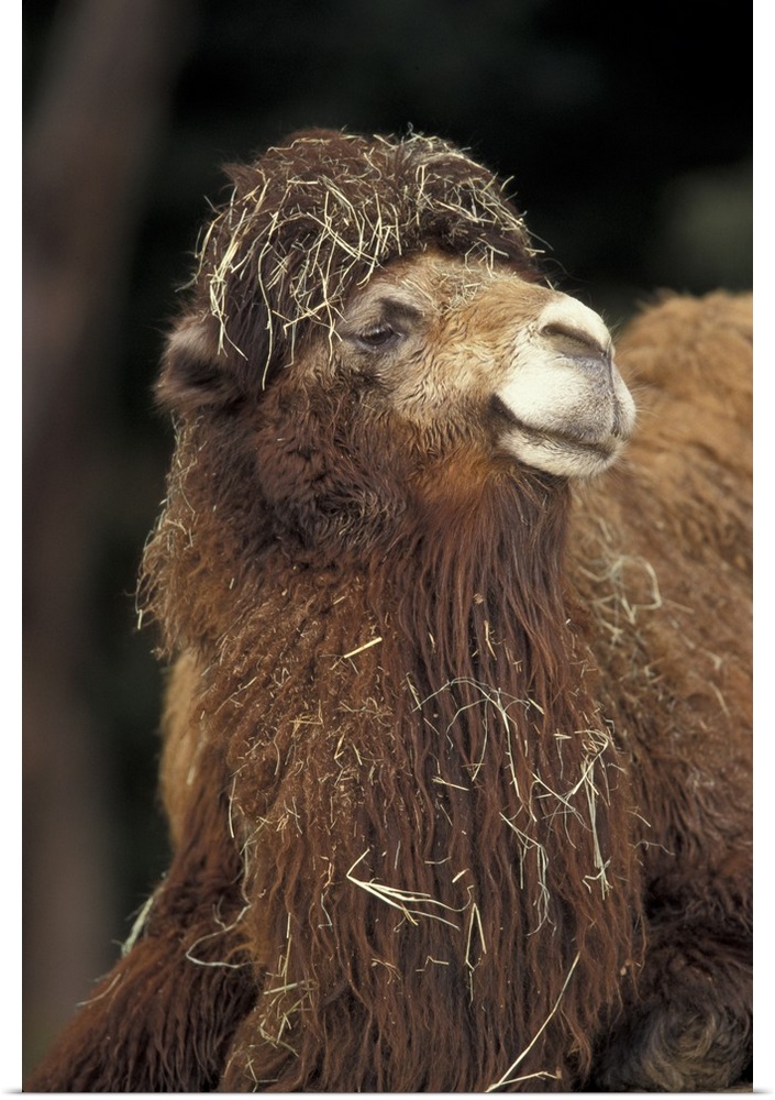 Central Asia. Two-humped Dromedary (Bactrian)