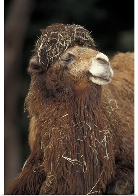 Central Asia. Two-humped Dromedary