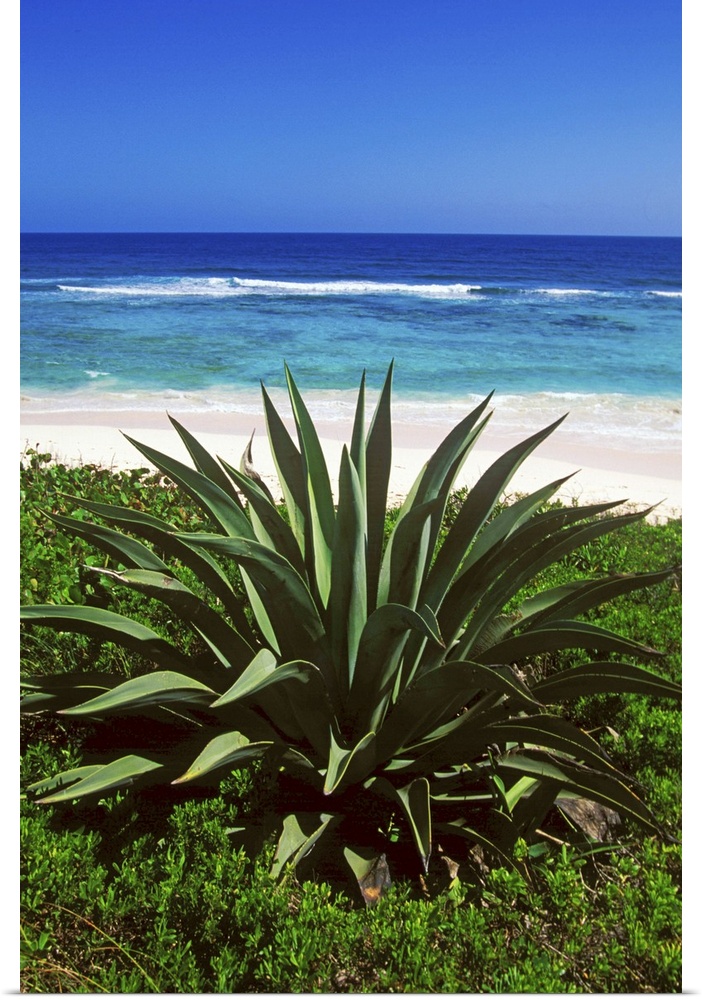 Century plants lining up the beaches of Cat Island, Bahamas.