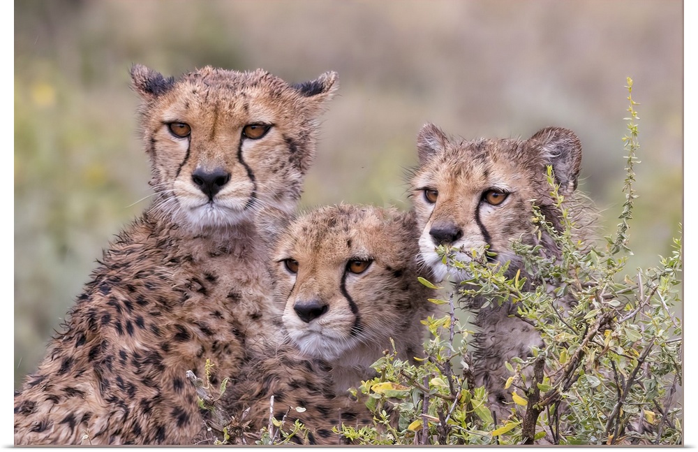 Cheetah cubs trying to hide behind bush, but too curious to stay in hiding. Serengeti, Tanzania, Africa.