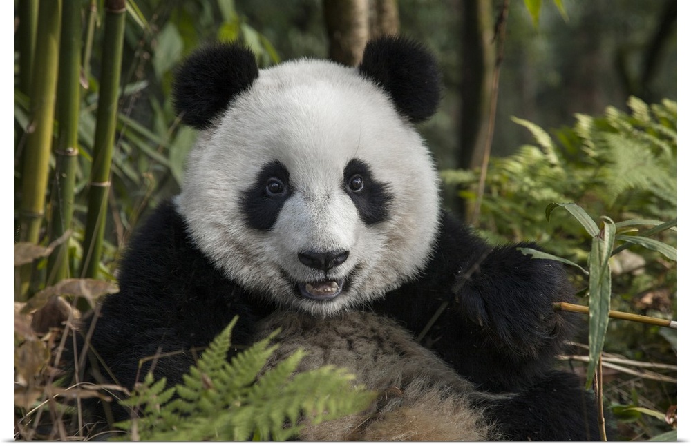 China, Chengdu, Chengdu Panda Base. Portrait of young giant panda.