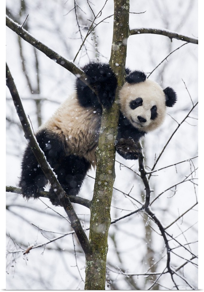 China, Chengdu Panda Base. Baby giant panda in tree.