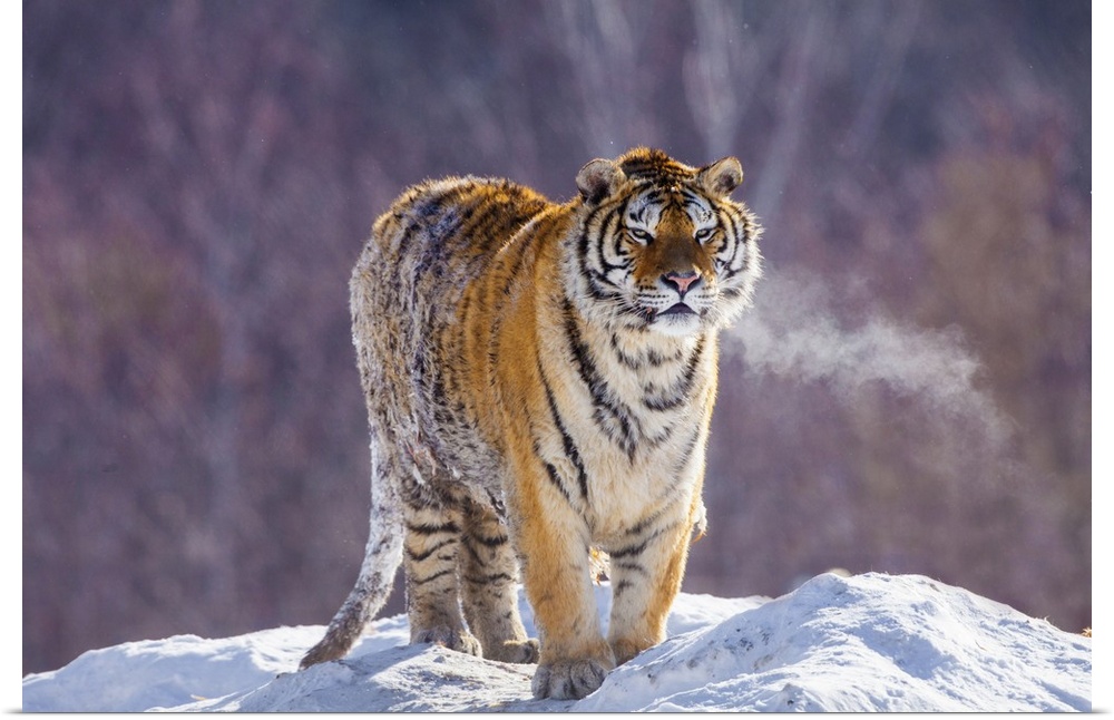 China, Harbin, Siberian Tiger Park. Siberian tiger in minus 31 degree weather.