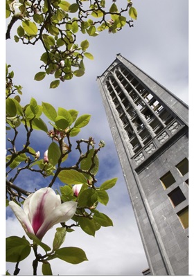 Christ Church Cathedral and Magnolia Flower, South Island, New Zealand