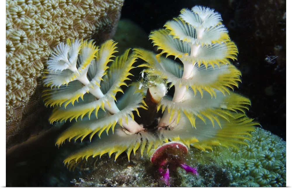 Christmas Tree Worm (Spirobranchus giganteus) on Star Coral (Montastraea cavernosa).BONAIRE, Netherlands Antilles, Caribbe...