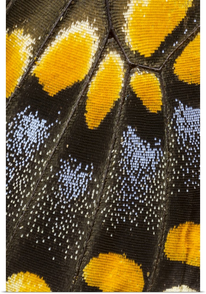 Close-up detail wing pattern of butterfly.