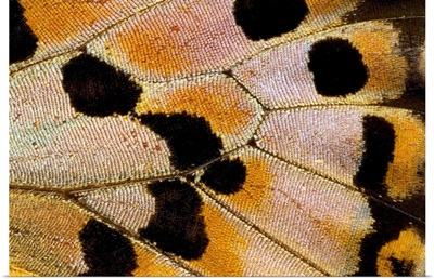 Close-up detail wing pattern of tropical butterfly
